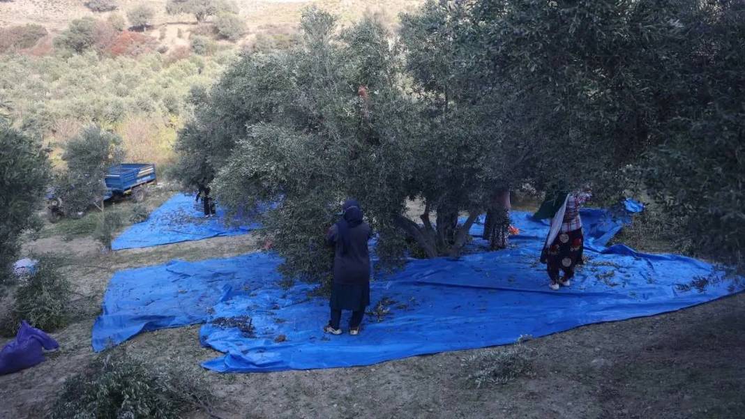 Hatay’da Kuraklık Zeytinyağı Piyasasını Altüst Etti! 5